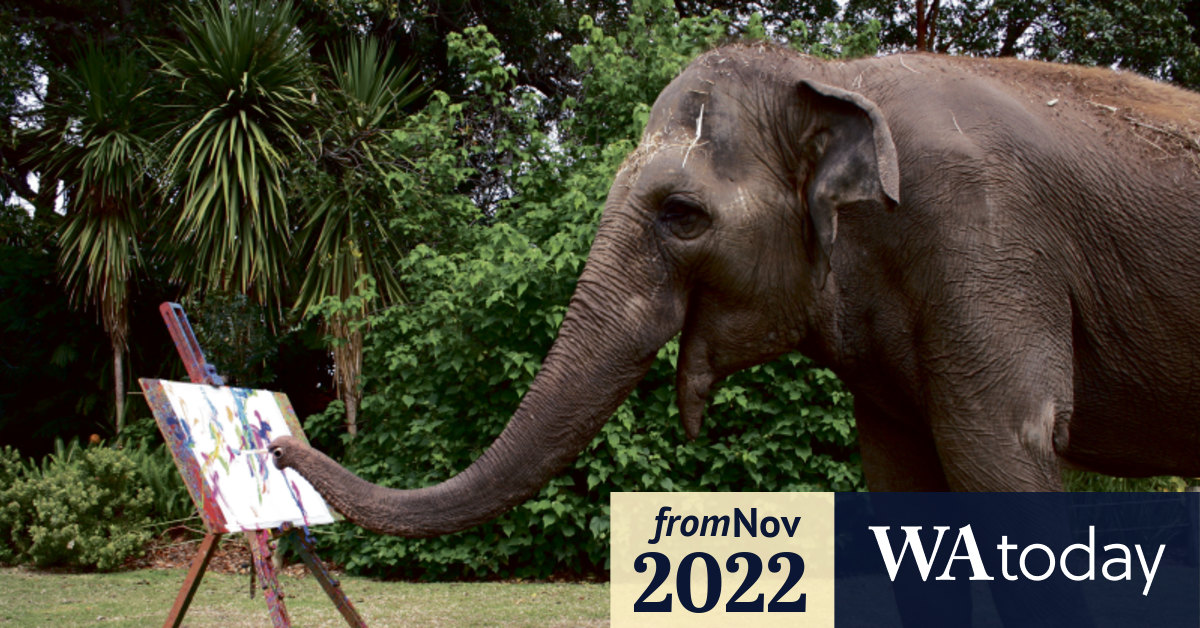 Perth Zoo Four months after her death, beloved Tricia the elephant